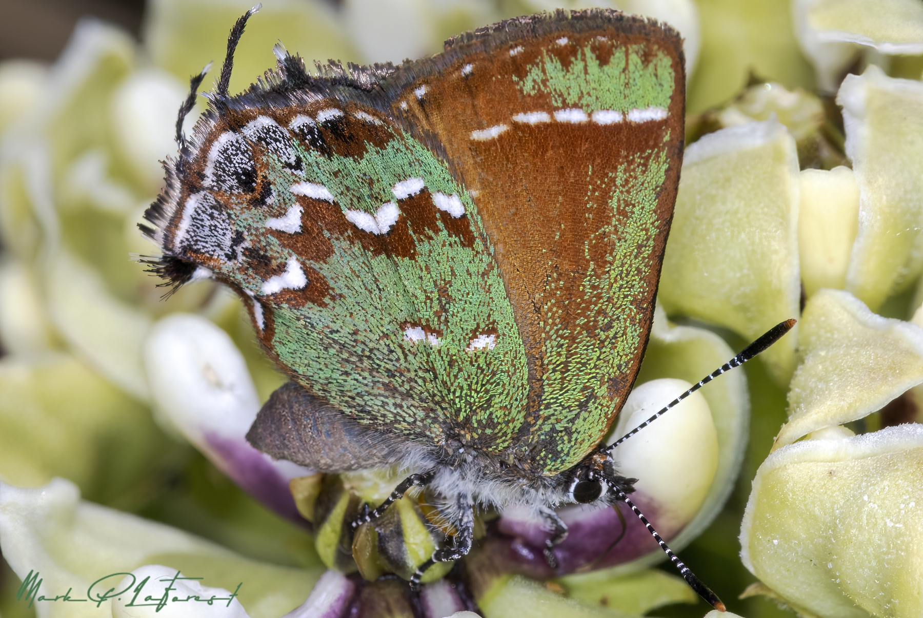 /gallery/north_america/USA/Texas/austin/Orange and Green Hairstreak 2023-001_med.jpg